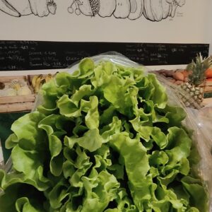 Alface Verde Frisada