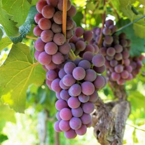 uva, fruit, vine, cacho, wine, healthy, came