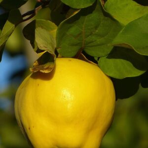 quince, nature, fruit, plant, leaf, tree, pome fruit, roses, pome fruit family, cydonia oblonga, yellow, fluffy, hairy