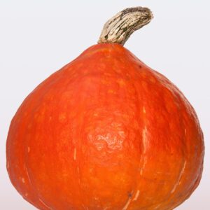 hokkaido pumpkin, japanese, giant pumpkin, cucurbita maxima, pumpkin, orange red, orange, big, fruit, cultivation, agriculture, vegetables, harvest, fall, hokkaido pumpkin, hokkaido pumpkin, hokkaido pumpkin, hokkaido pumpkin, hokkaido pumpkin, pumpkin, pumpkin, pumpkin, pumpkin, pumpkin