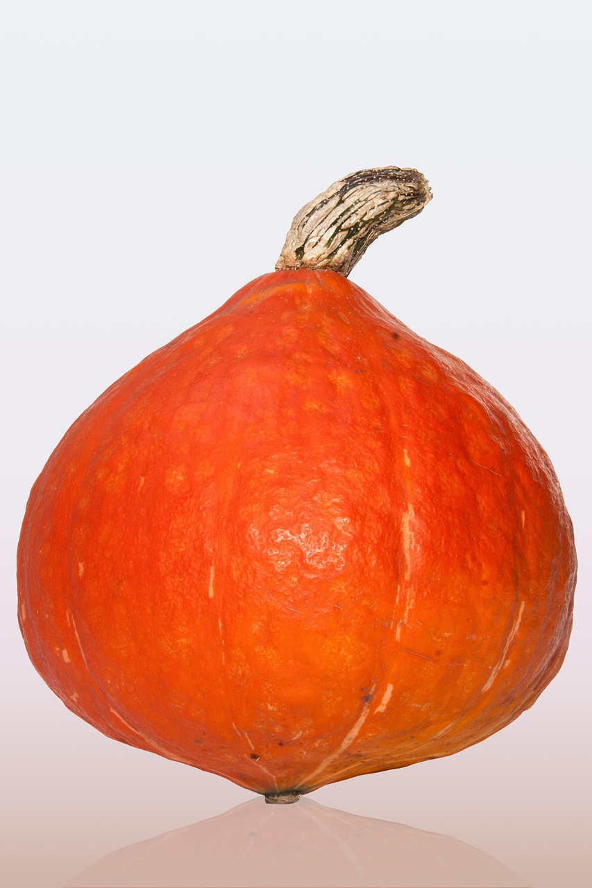 hokkaido pumpkin, japanese, giant pumpkin, cucurbita maxima, pumpkin, orange red, orange, big, fruit, cultivation, agriculture, vegetables, harvest, fall, hokkaido pumpkin, hokkaido pumpkin, hokkaido pumpkin, hokkaido pumpkin, hokkaido pumpkin, pumpkin, pumpkin, pumpkin, pumpkin, pumpkin