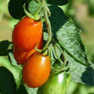 tomatoes, garden, organic, food, flavor, red tomato, nature, harvest