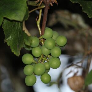 uva, green, wine, vine, fruit, viticulture, berries