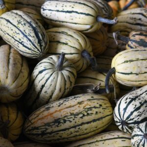 pumpkins, autumn, gourds, field, farm, harvest, fall, vegetables, farm, farm, vegetables, vegetables, vegetables, vegetables, vegetables