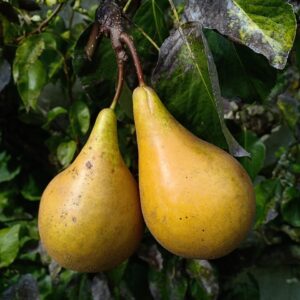 pears, pear, fruit, the conference, autumn, pear, pear, pear, pear, pear