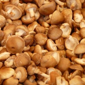 shiitake, mushroom, medicinal mushroom, brown, food, ingredients, tasty, cook, shiitake, shiitake, shiitake, shiitake, shiitake