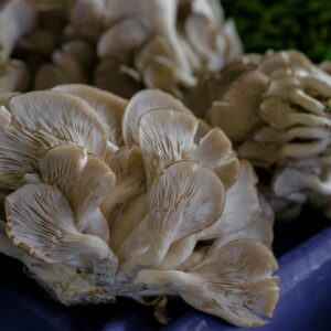 Detailed close-up of fresh oyster mushrooms displayed at a local market for sale.