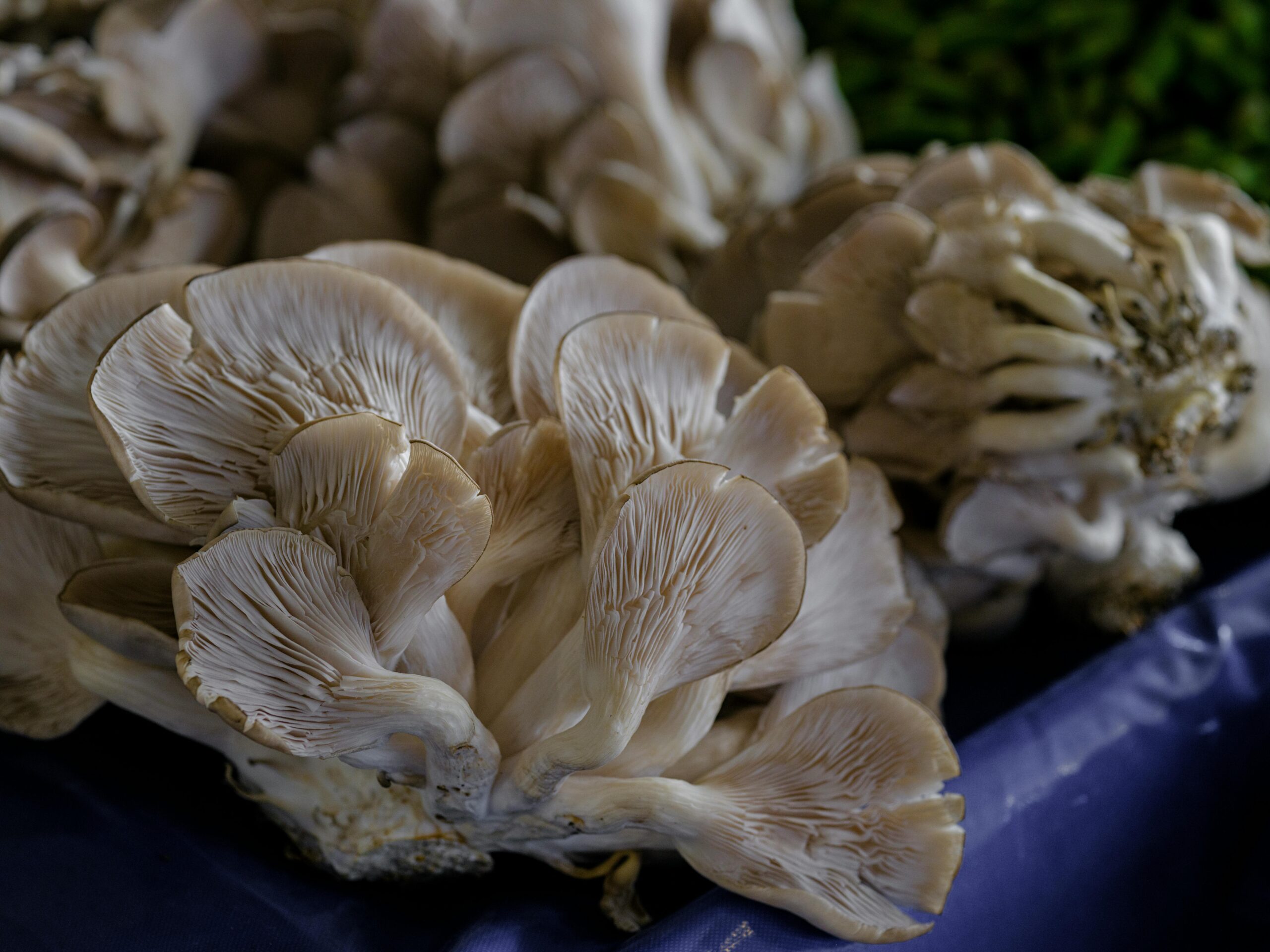 Detailed close-up of fresh oyster mushrooms displayed at a local market for sale.